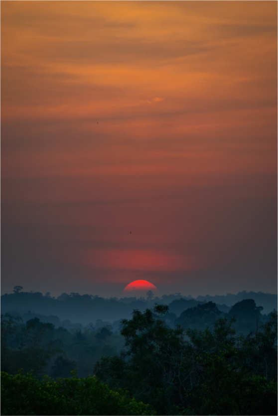 Main image Rainforest Dawn