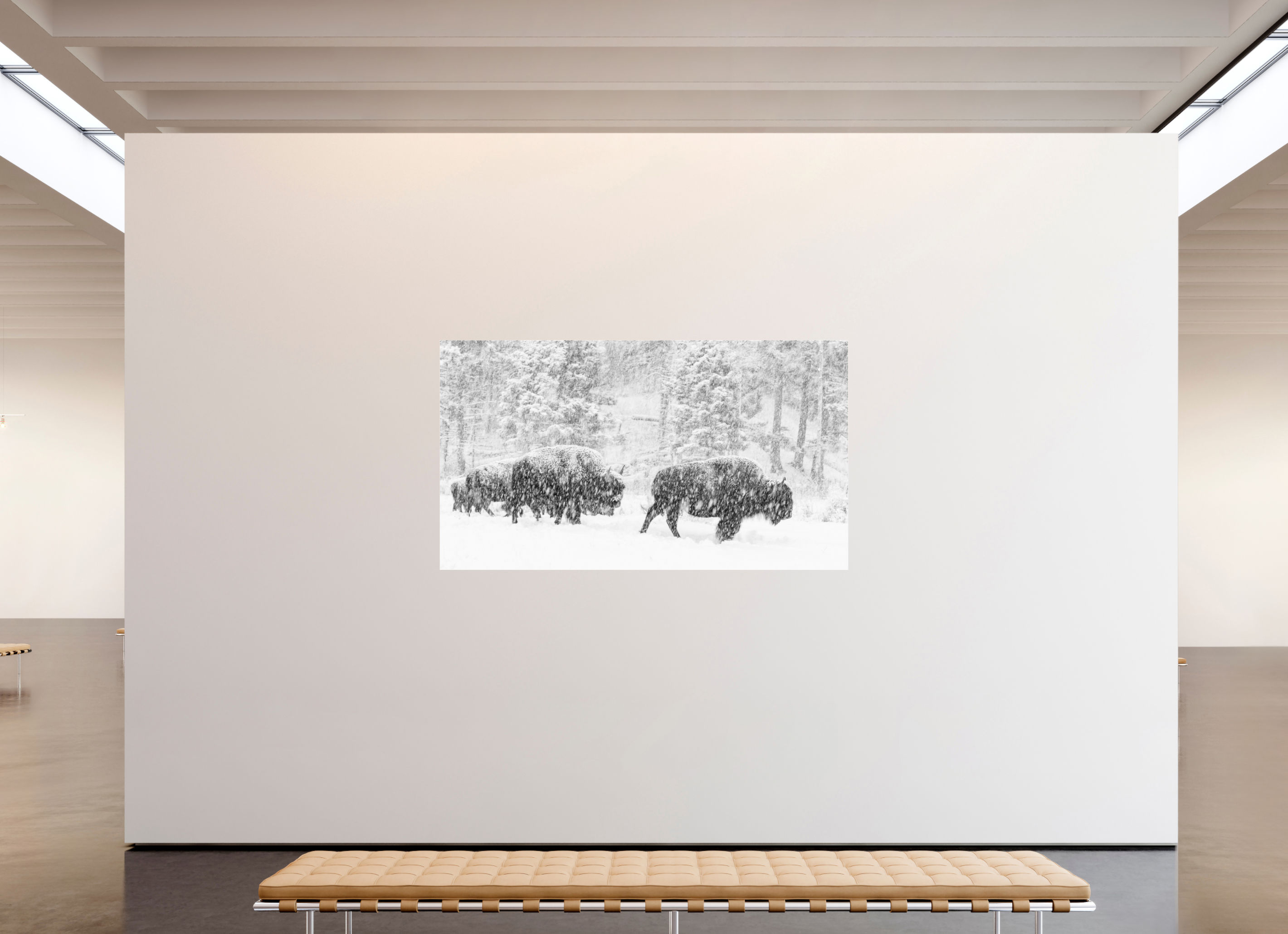 80 x 45″, acrylic Snowy Bison