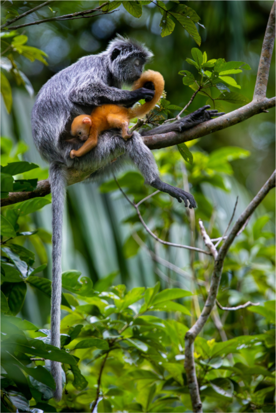Main image treetop watch