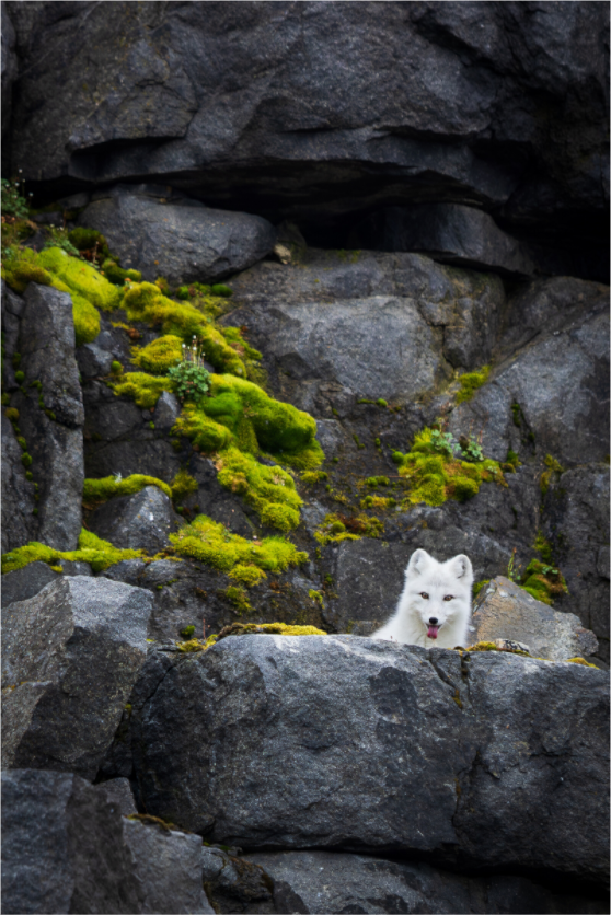 Main image WHITE FOX