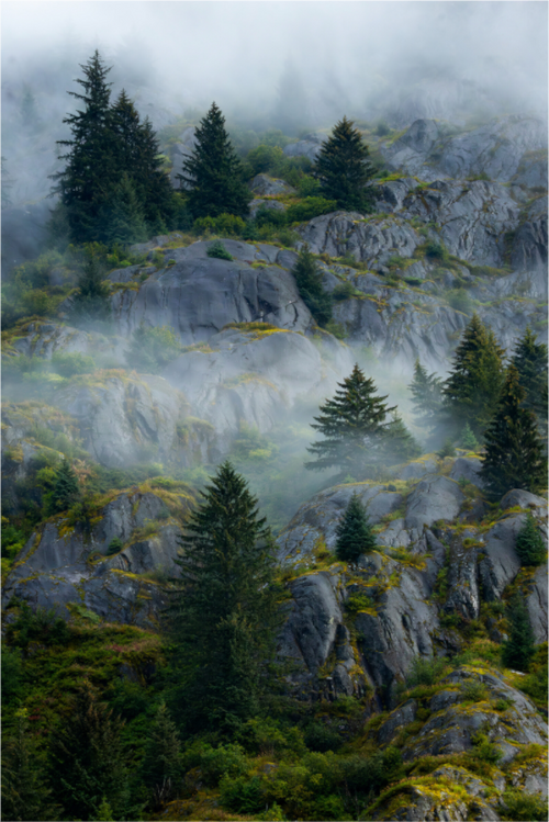 Main image Cloud forest