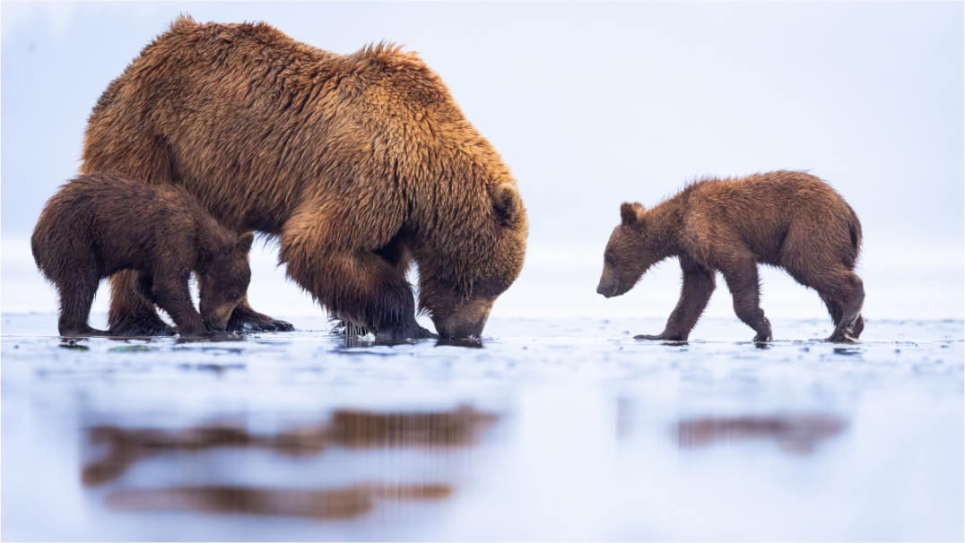 Main image First Lesson — Brown Bear & Cubs, Lake Clark National Park, Alaska
