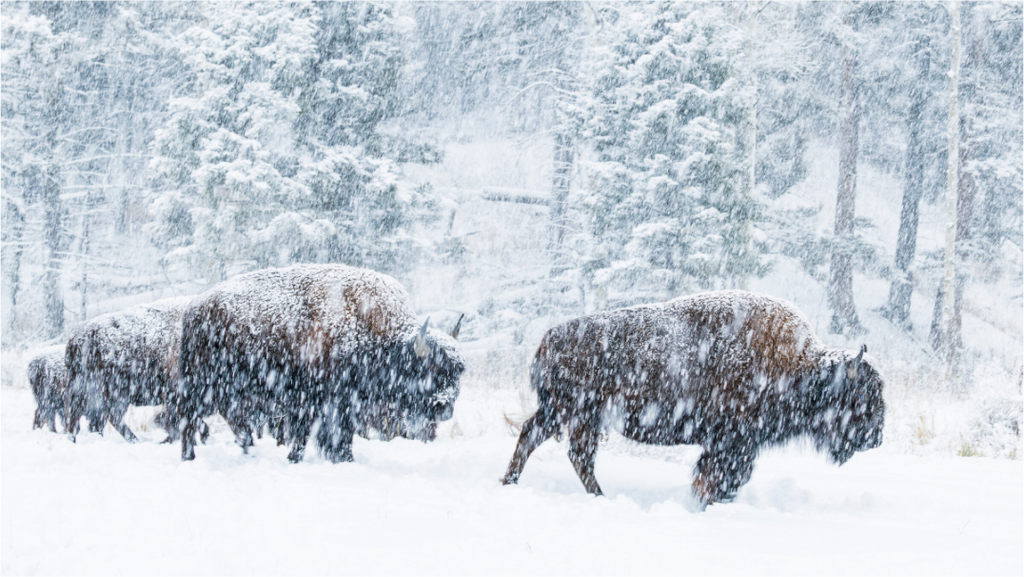 Main image Snowy Bison