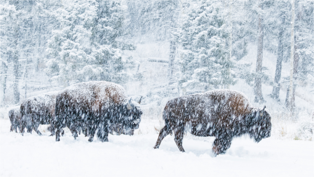 Main image Snowy Bison