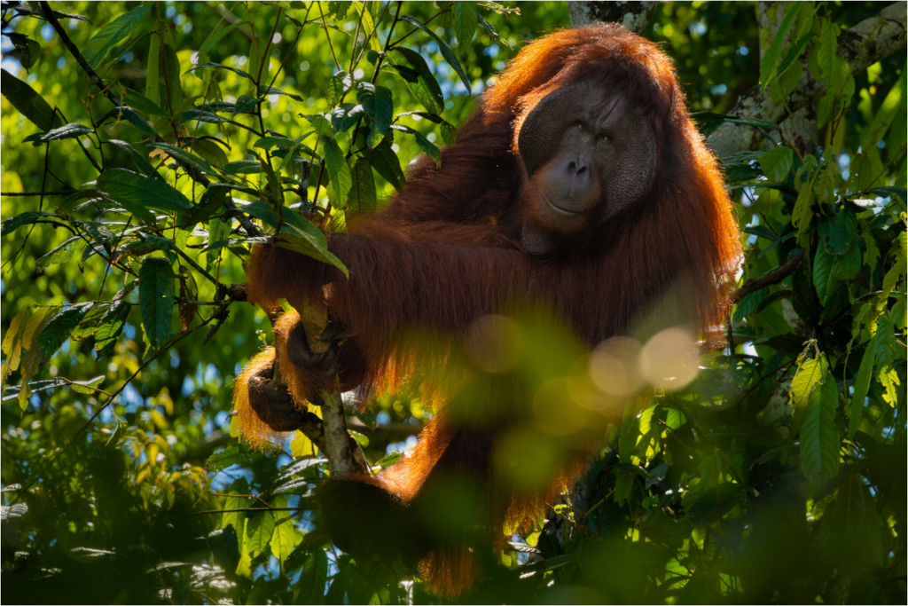 Main image In the Canopy
