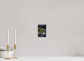 4 x 6″, Fine Art prints WHITE FOX