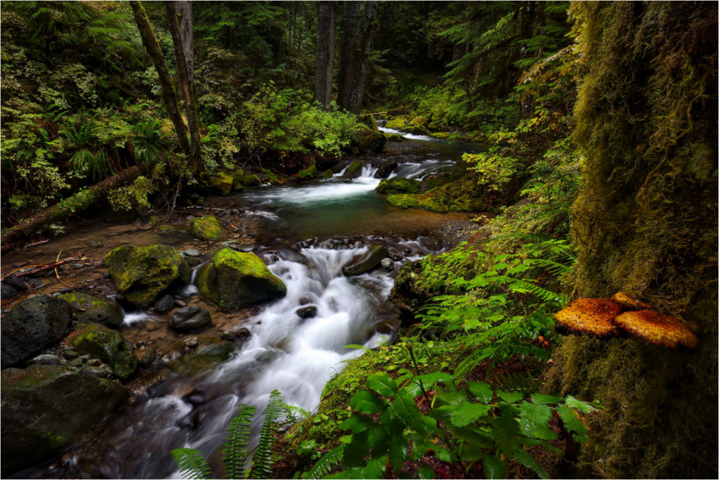 Main image Forest Falls