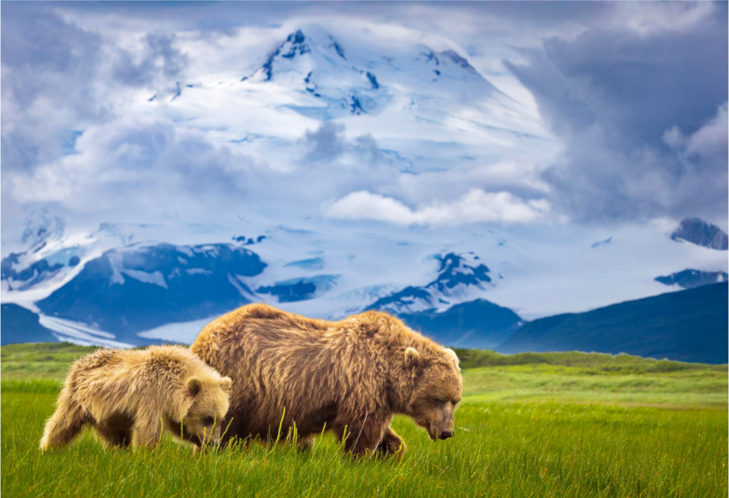 Main image Coastal Bears